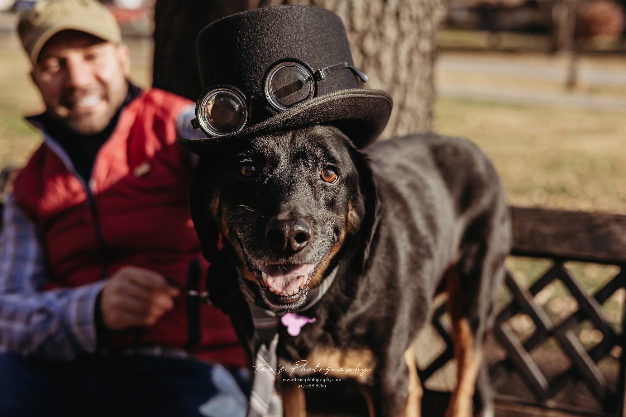 Baron, an adoptable Coonhound in Springfield, MO, 65804 | Photo Image 4