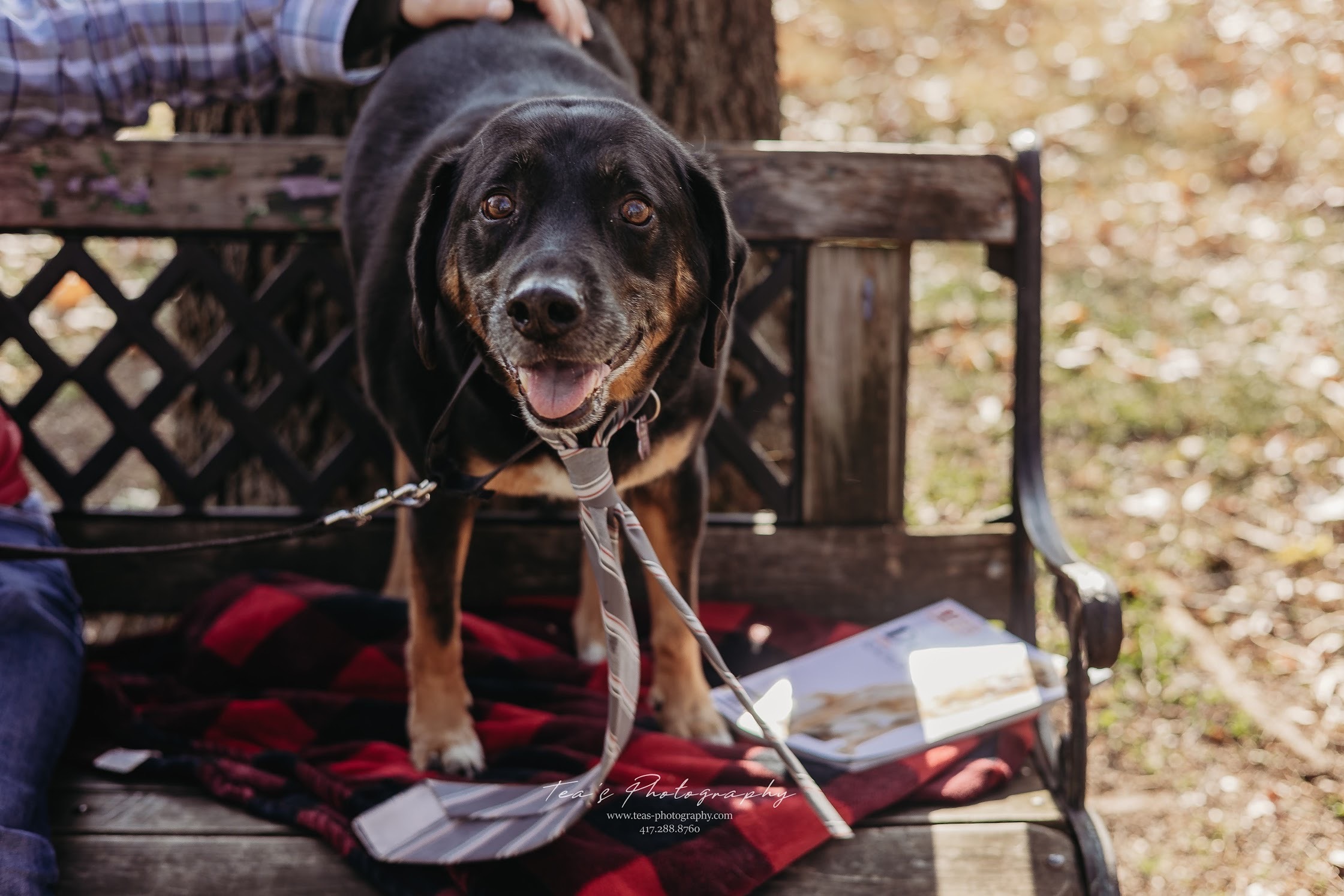 Baron, an adoptable Coonhound in Springfield, MO, 65804 | Photo Image 5