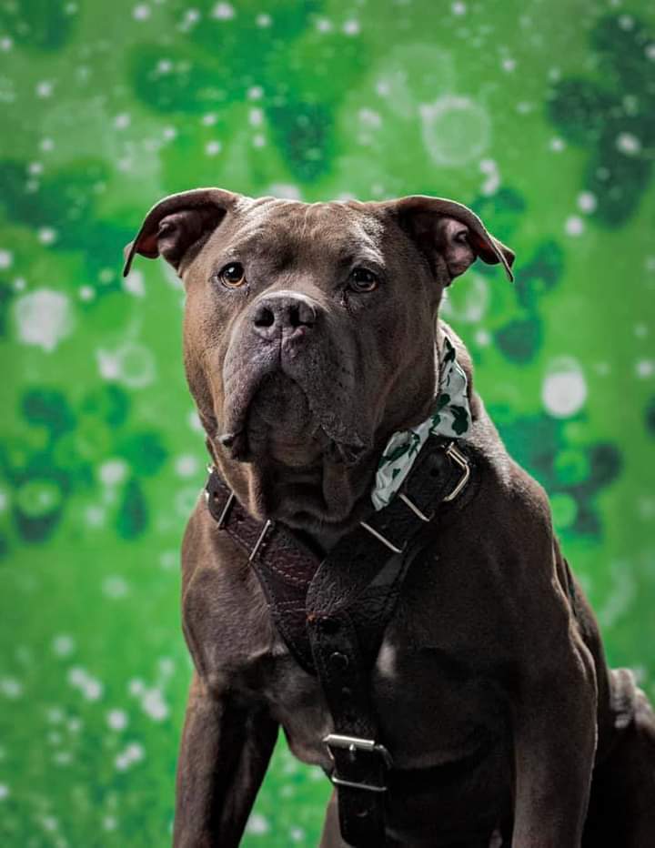 Cane (pudge), an adoptable Pit Bull Terrier in Minneapolis, MN, 55430 | Photo Image 6