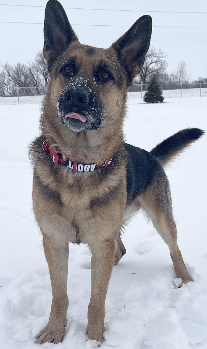 Zeus, an adopted German Shepherd Dog in Perry, IA_image-5