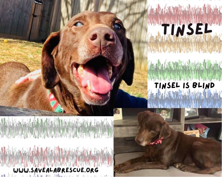 Tinsel, an adopted Labrador Retriever & Chocolate Labrador Retriever Mix in Newport, RI_image-1