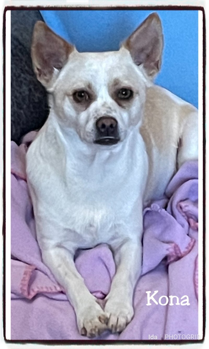 Kona, an adoptable Chihuahua in Mentone, CA, 92359 | Photo Image 1
