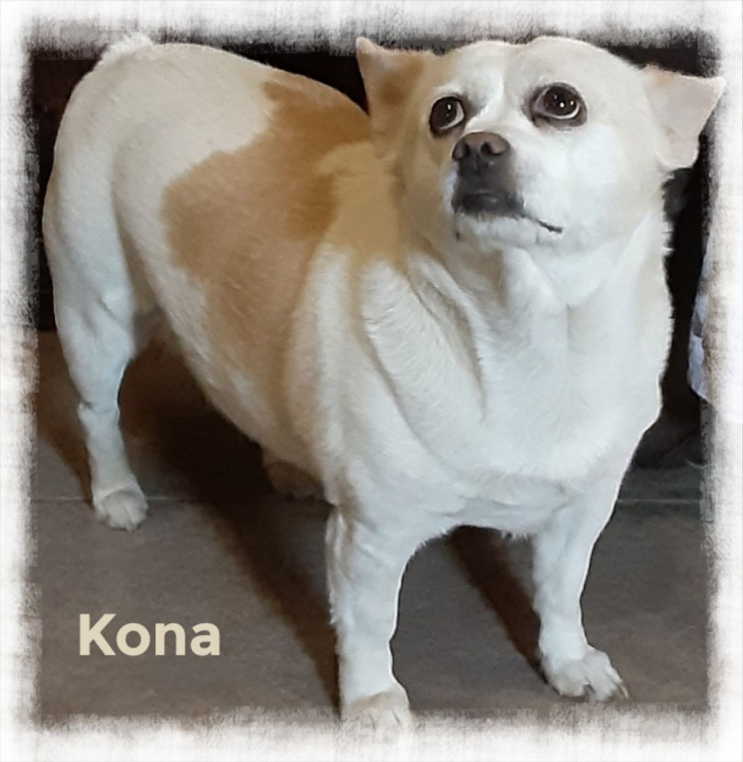 Kona, an adoptable Chihuahua in Mentone, CA, 92359 | Photo Image 1