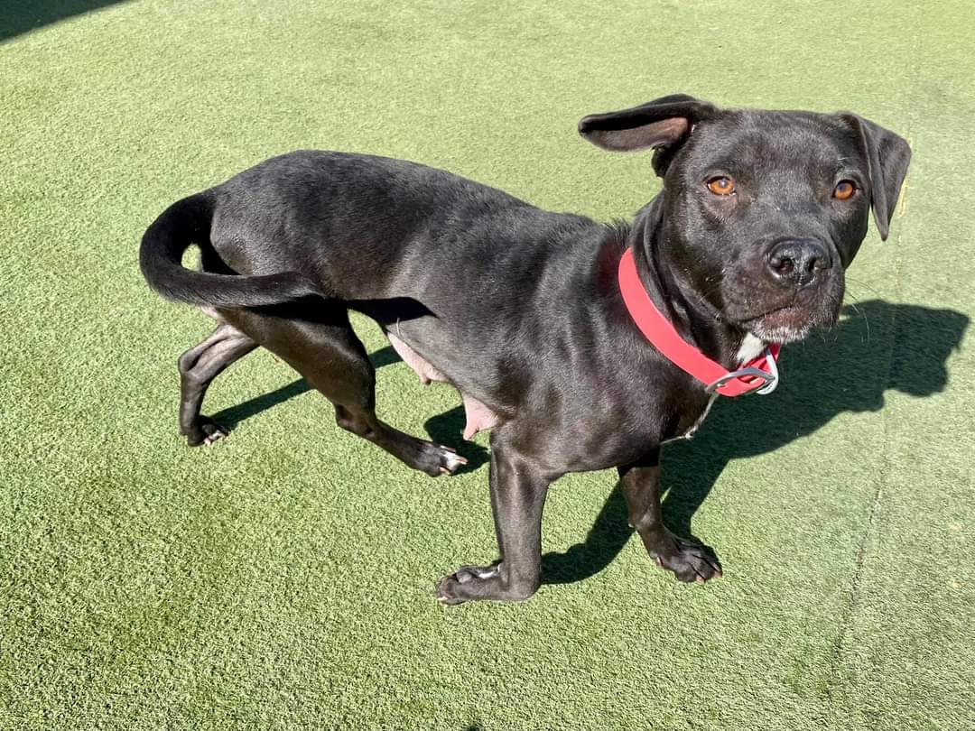 Perch, an adoptable Labrador Retriever in Pacific, MO, 63069 | Photo Image 2