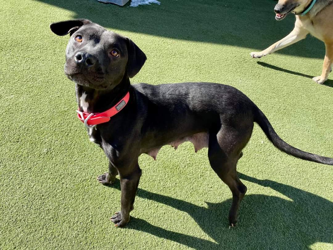 Perch, an adoptable Labrador Retriever in Pacific, MO, 63069 | Photo Image 3