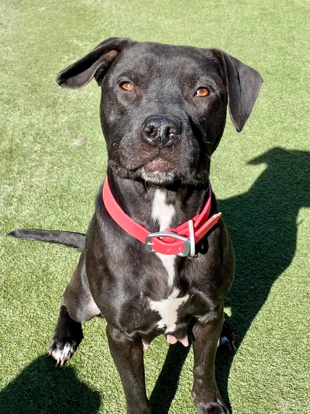 Perch, an adoptable Labrador Retriever in Pacific, MO, 63069 | Photo Image 4