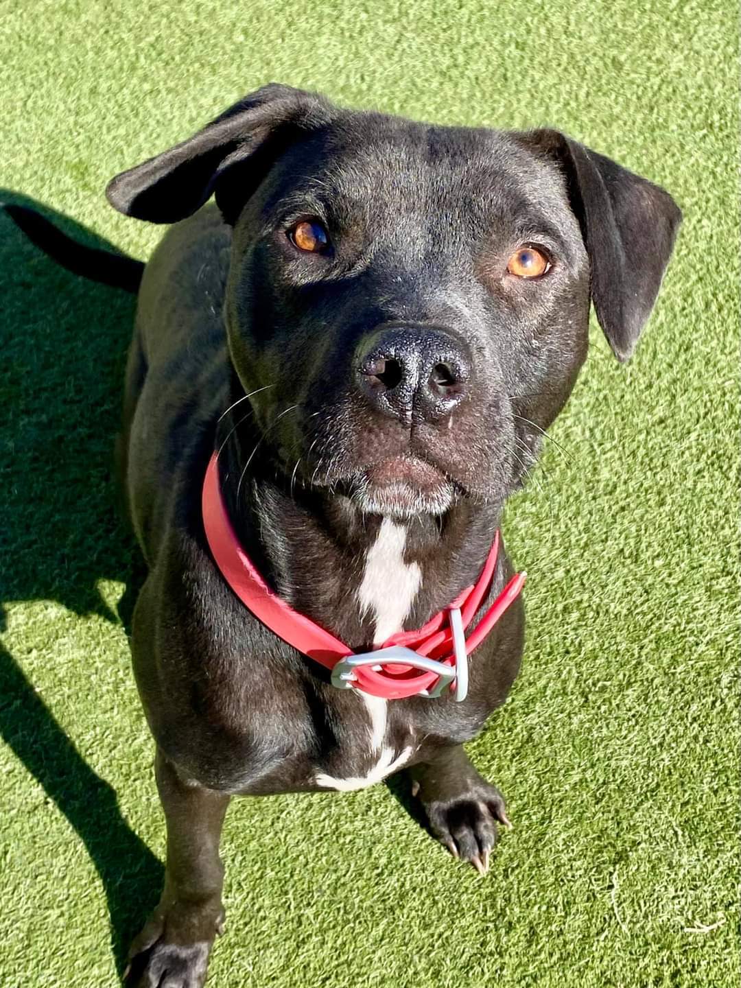 Perch, an adoptable Labrador Retriever in Pacific, MO, 63069 | Photo Image 5