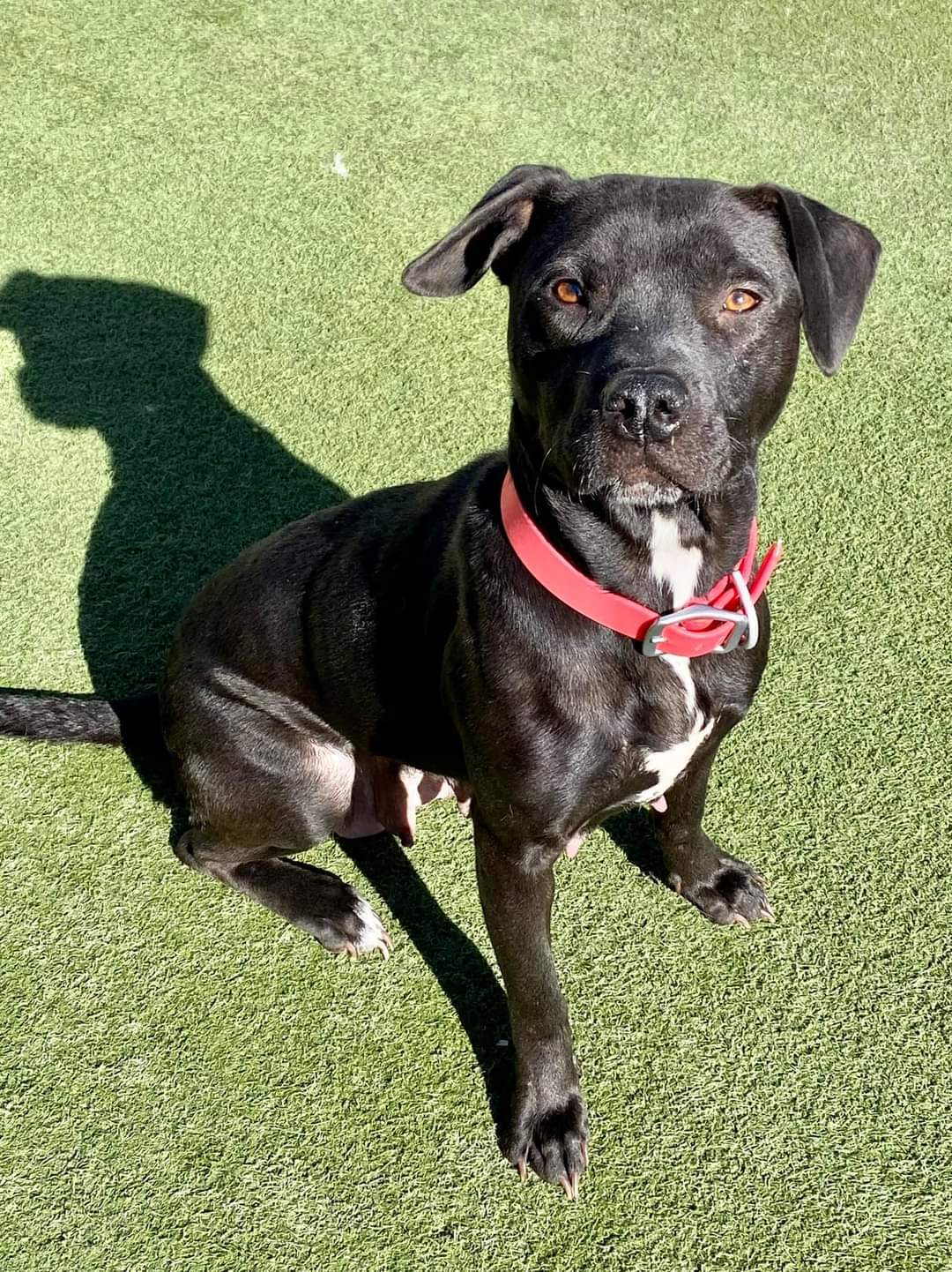 Perch, an adoptable Labrador Retriever in Pacific, MO, 63069 | Photo Image 1