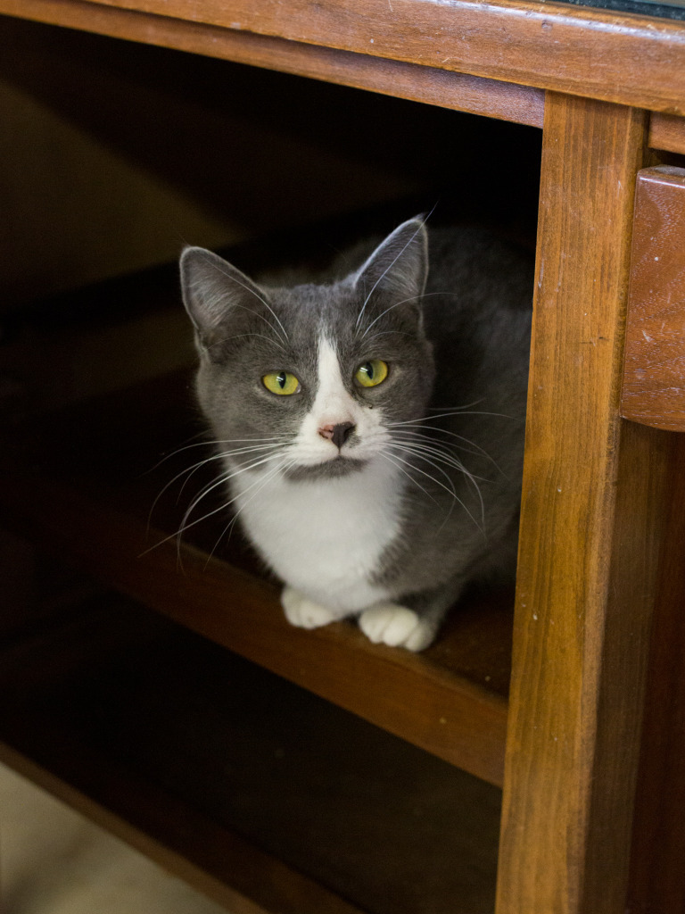 Sienna, an adoptable Domestic Short Hair in Portland, IN, 47371 | Photo Image 1