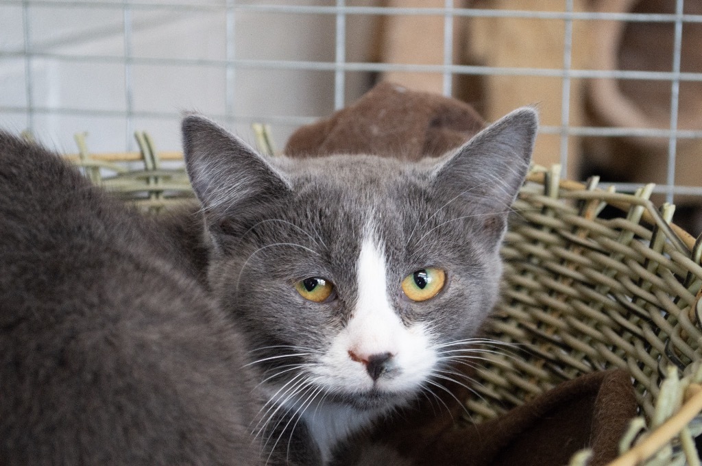 Sienna, an adoptable Domestic Short Hair in Portland, IN, 47371 | Photo Image 2