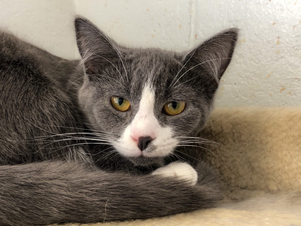 Sienna, an adoptable Domestic Short Hair in Portland, IN, 47371 | Photo Image 3