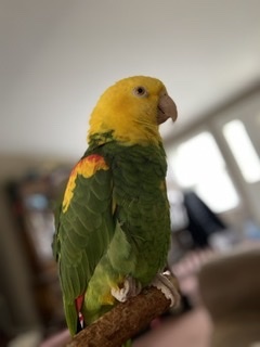 Bert, an adopted Amazon in North Babylon, NY_image-2