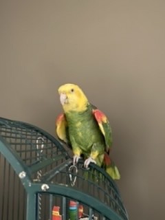 Bert, an adopted Amazon in North Babylon, NY_image-4