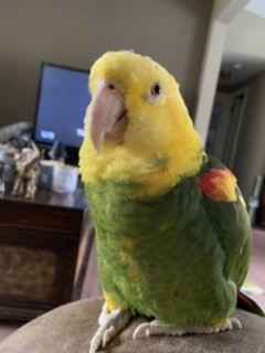 Bert, an adopted Amazon in North Babylon, NY_image-1
