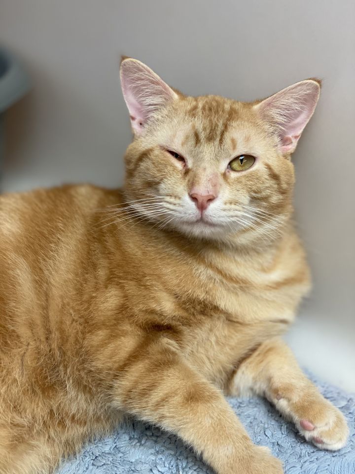 Cronus, an adopted Domestic Short Hair Mix in Columbia, SC_image-1