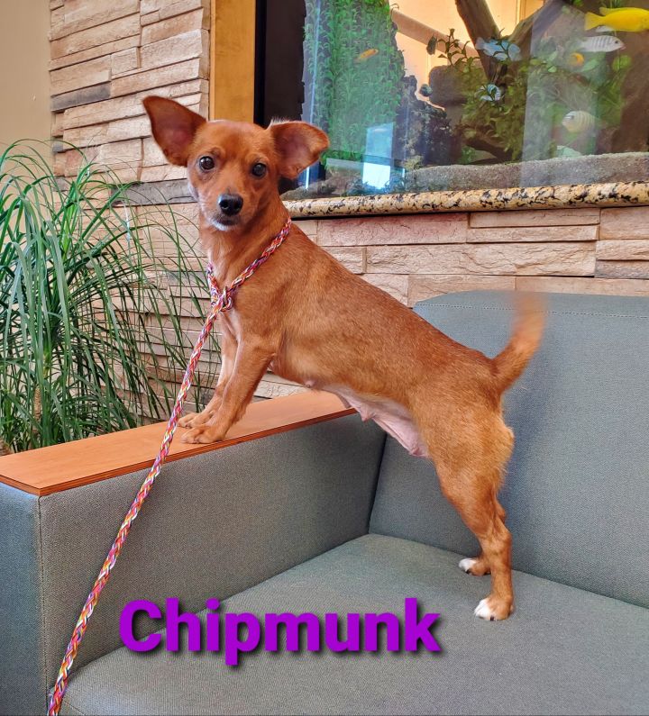 Chipmunk 3