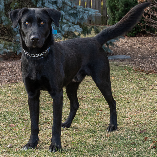 Alexander, an adopted Labrador Retriever Mix in Arlington Heights, IL_image-1