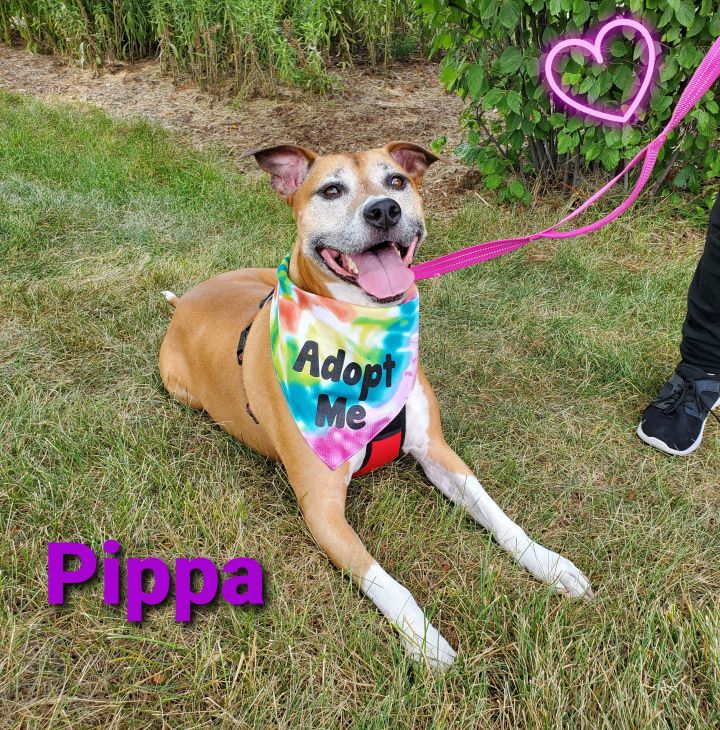 Springbrook Animal Care Center - Naperville Veterinary Care