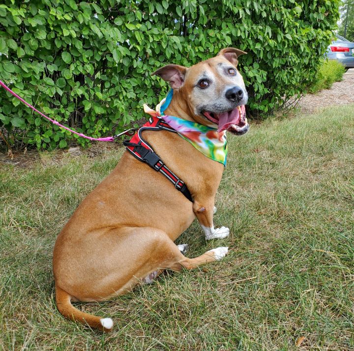 Pippa, an adopted Pit Bull Terrier Mix in Naperville, IL_image-4