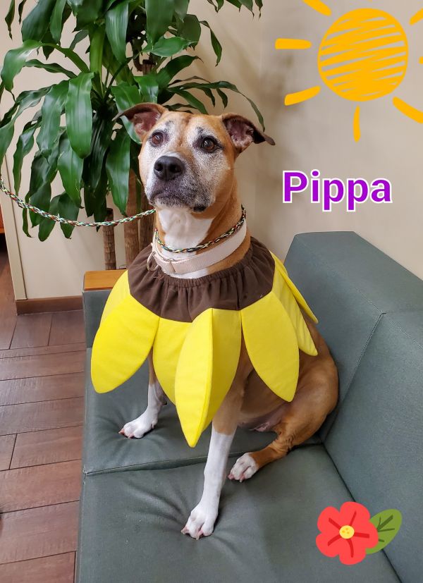 Pippa