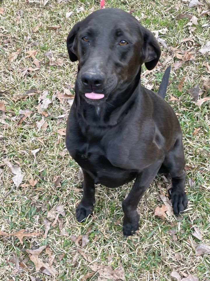 Puddle, an adopted Labrador Retriever Mix in Warwick, RI_image-1