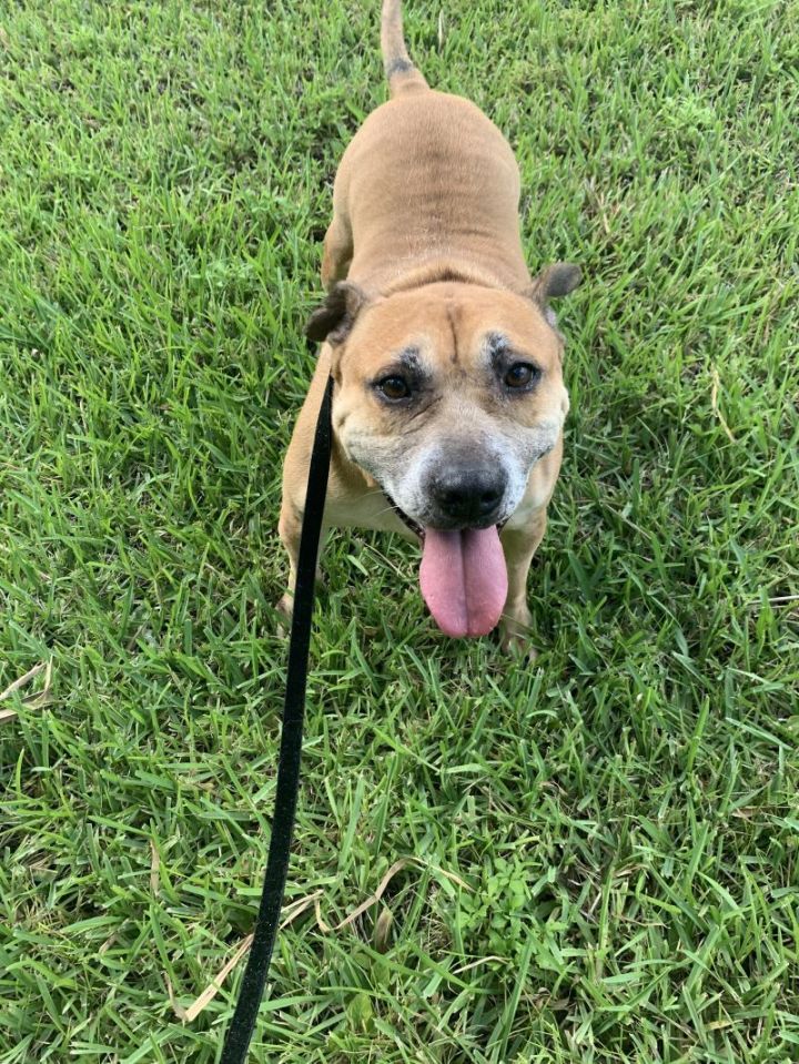 Black mouth cur hot sale and pit mix