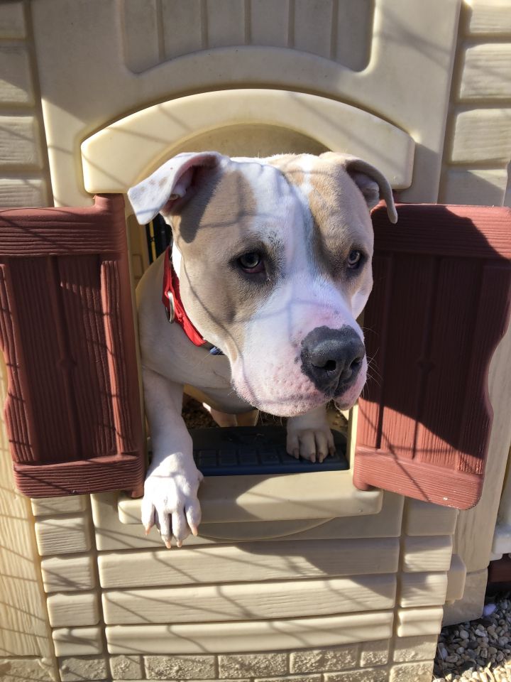 Biggie, an adopted American Bulldog & Terrier Mix in Tinton Falls, NJ_image-3