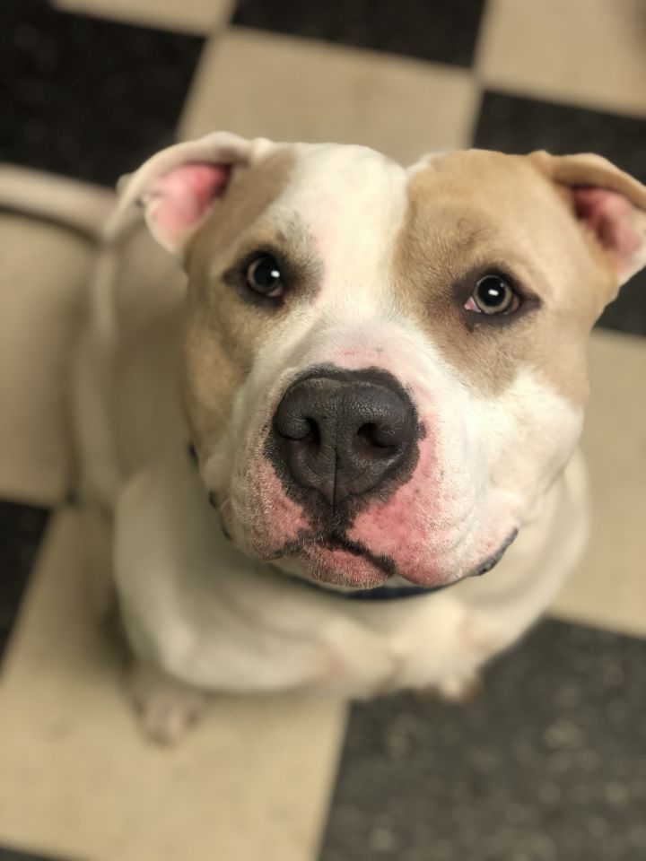 Biggie, an adopted American Bulldog & Terrier Mix in Tinton Falls, NJ_image-1