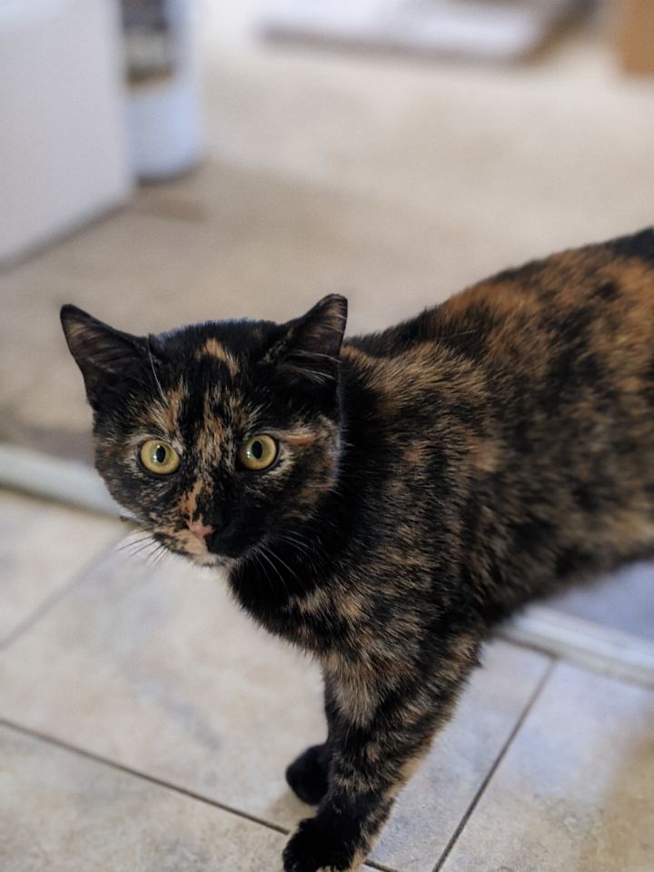 Winnie, an adopted Tortoiseshell & Domestic Short Hair Mix in Independence, OH_image-2