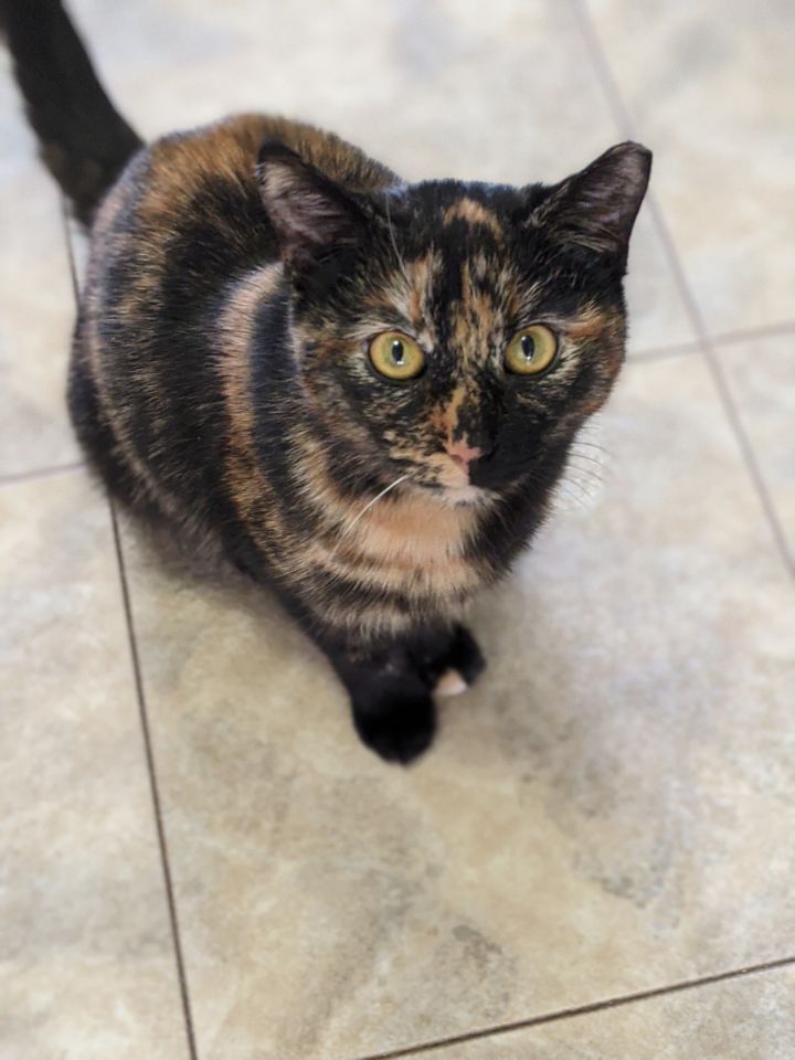 Winnie, an adopted Tortoiseshell & Domestic Short Hair Mix in Independence, OH_image-4