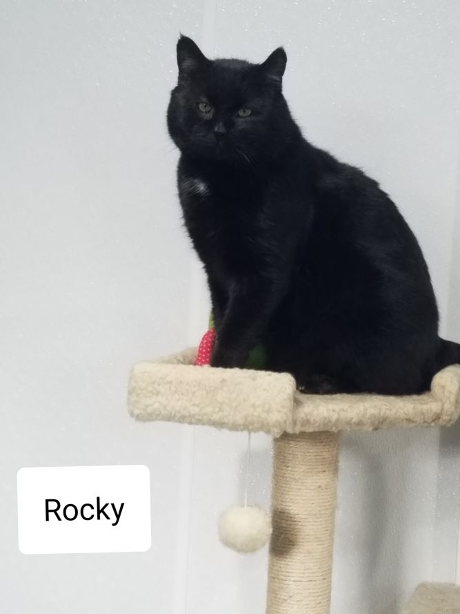 Rocky and Rory Inseparable Bonded Pair