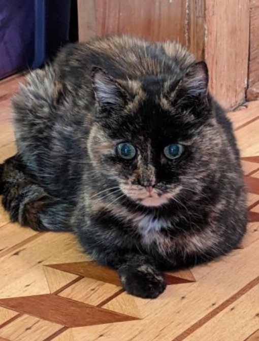 Kitty Cat, an adopted Tortoiseshell Mix in Minneapolis, MN_image-2