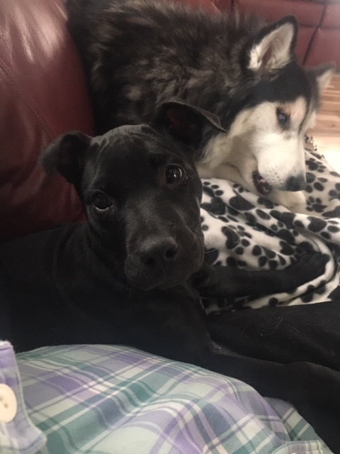 Wilma: adoption pending, an adopted Labrador Retriever & Boxer Mix in York, PA_image-1