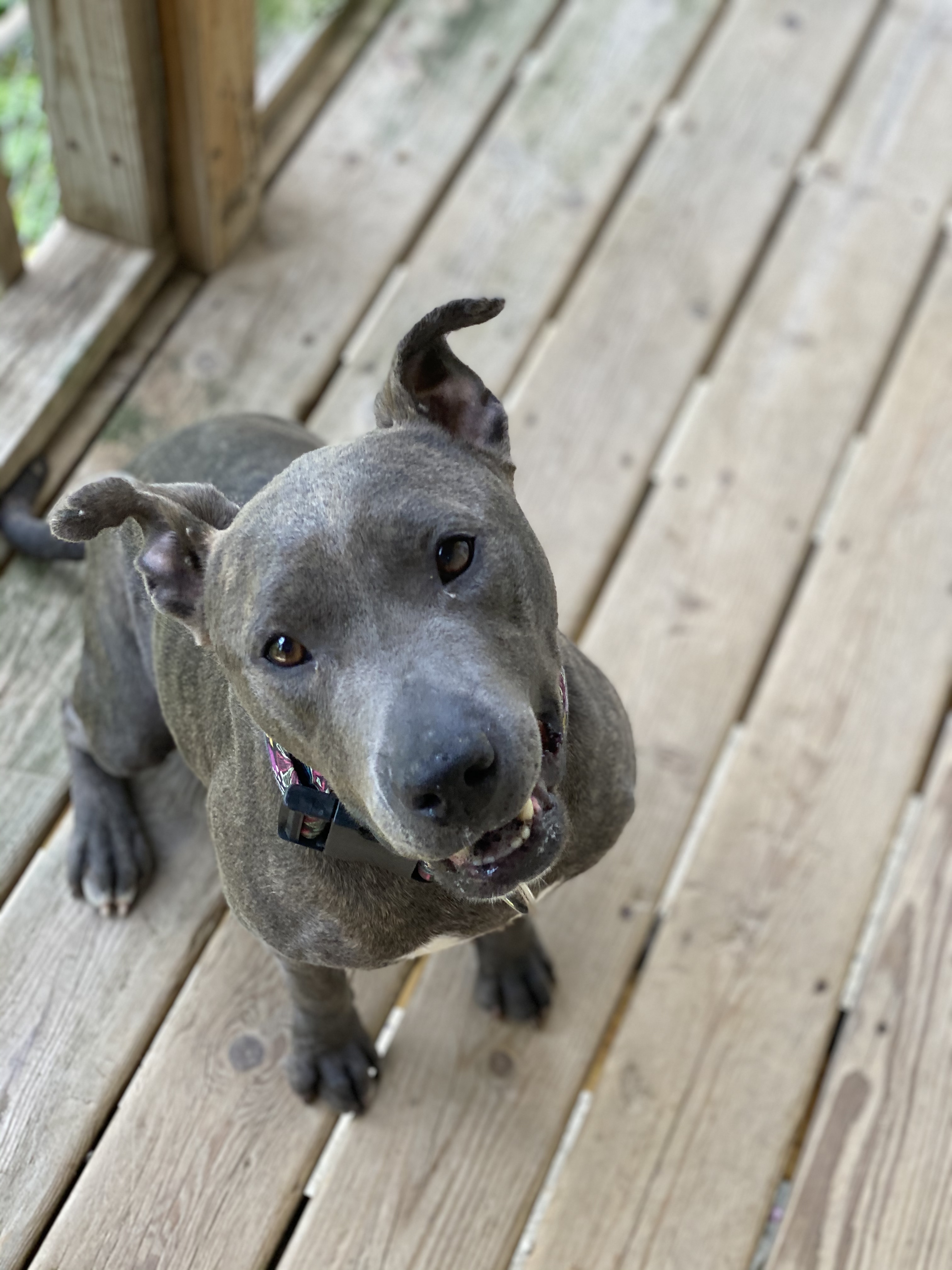 Teela, an adoptable Pit Bull Terrier in Vernon Hills, IL, 60061 | Photo Image 1