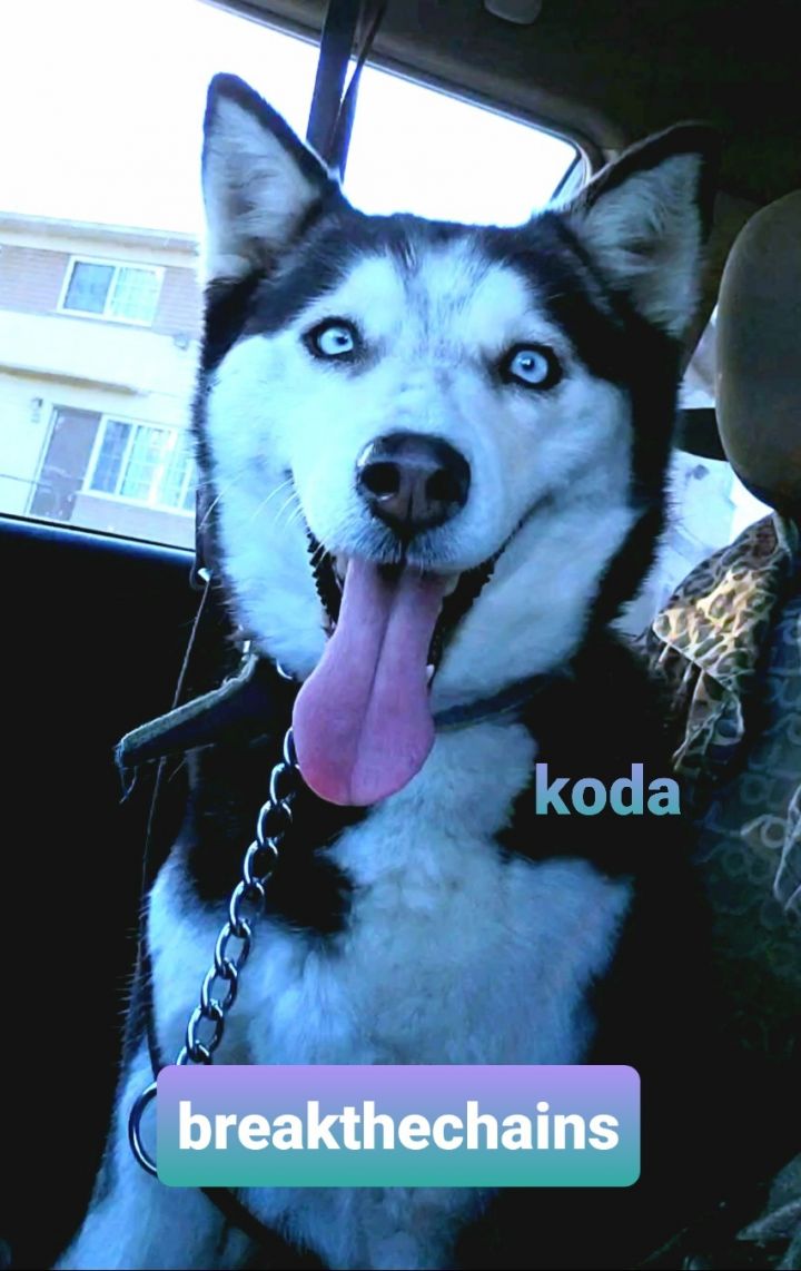 "Ashlee", an adopted Husky in Hermosa Beach, CA_image-2