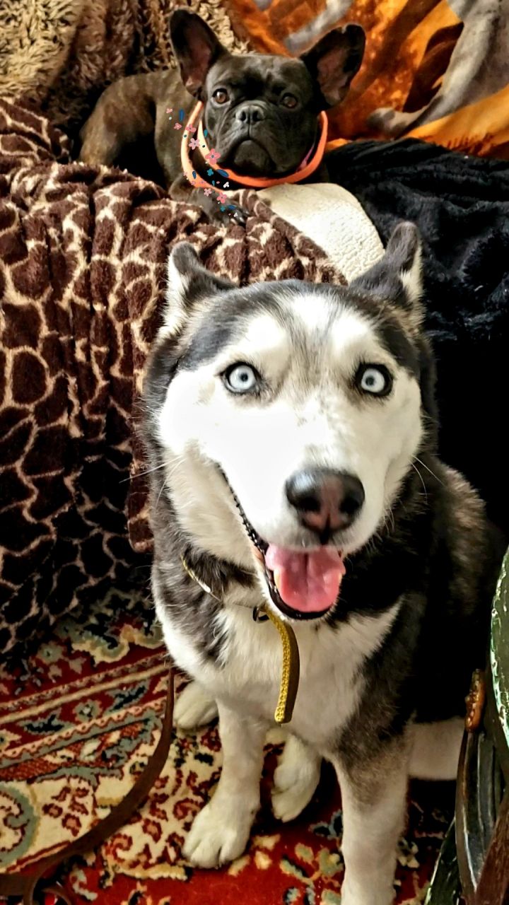 "Ashlee", an adopted Husky in Hermosa Beach, CA_image-1