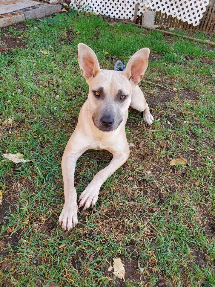 Jazzy, an adopted American Staffordshire Terrier & Shepherd Mix in Benicia, CA_image-4