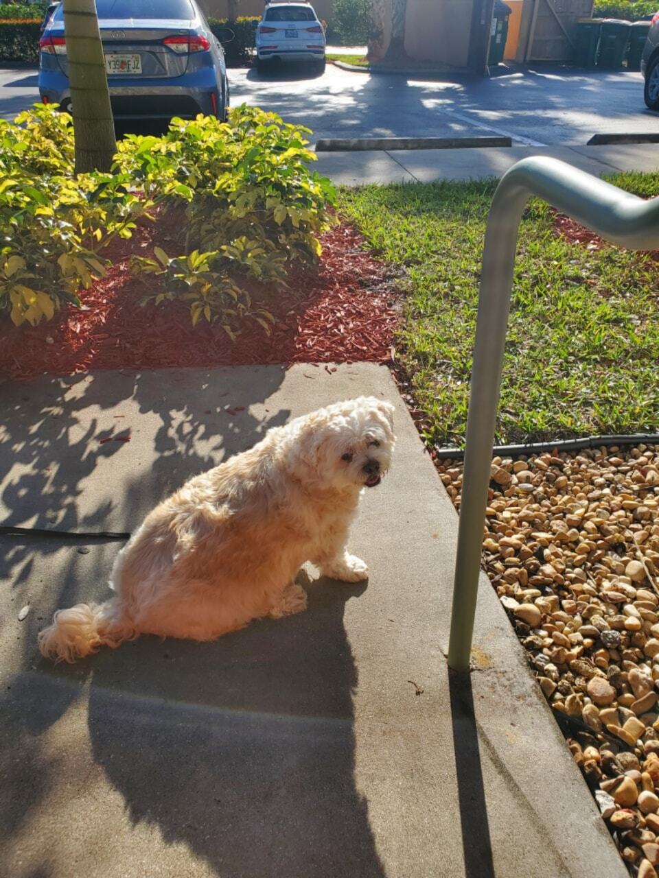 Sparky, an adoptable Lhasa Apso in Naples, FL, 34101 | Photo Image 5