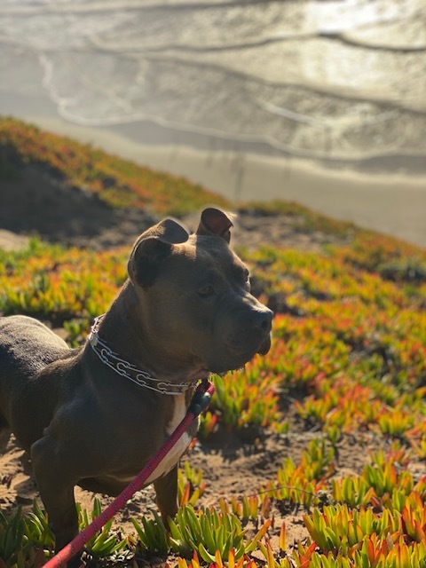 Bubba, an adopted American Staffordshire Terrier in Benicia, CA_image-2