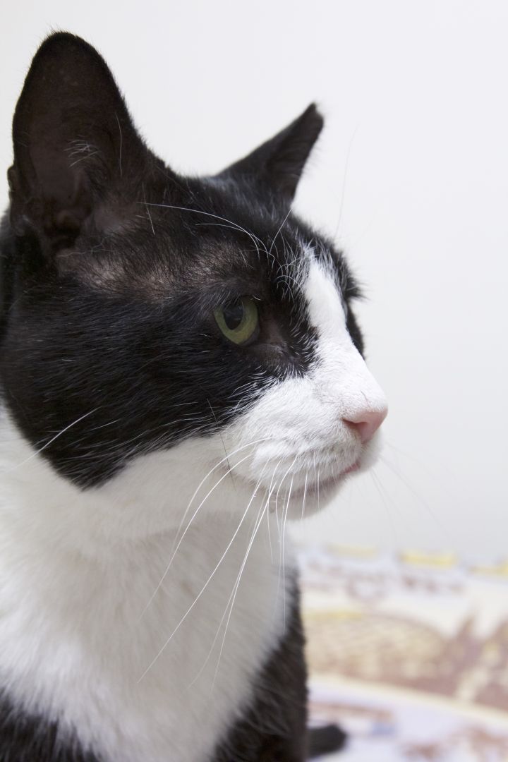 Boots, an adopted Domestic Short Hair in Montclair, NJ_image-6