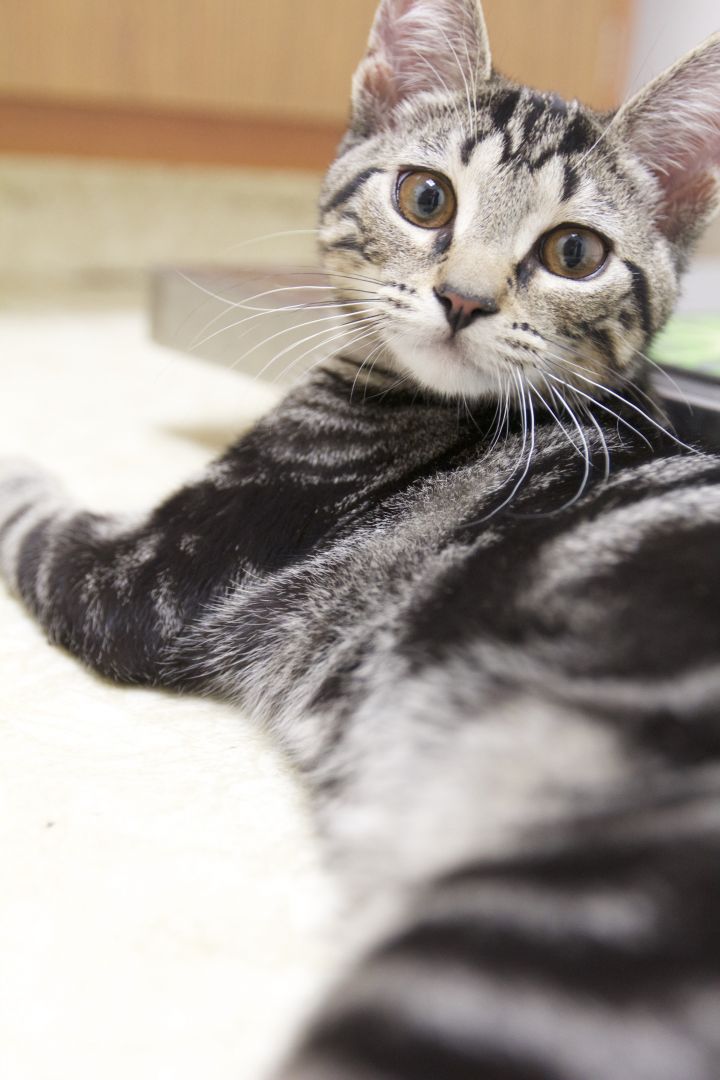 Dewey, an adopted Domestic Short Hair & Tiger Mix in Montclair, NJ_image-3