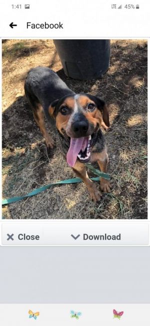 Fred, Adult Male Australian Cattle Dog / Blue Heeler