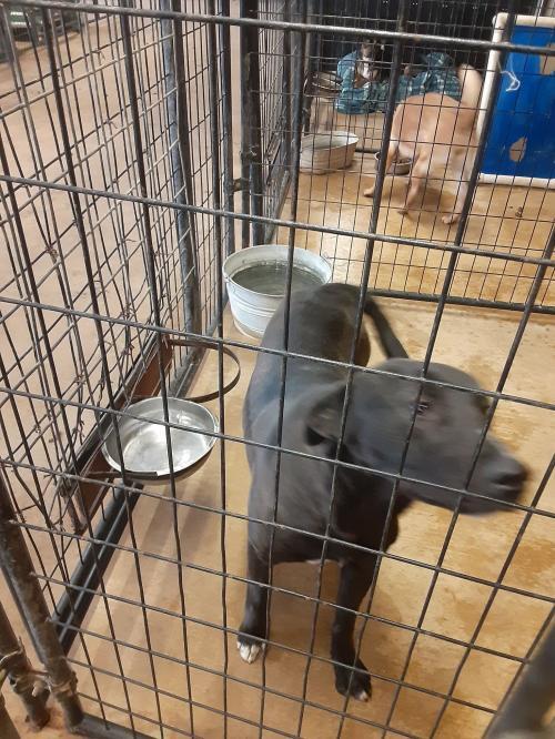 Winston, an adoptable Labrador Retriever in Coleman, TX, 76834 | Photo Image 1