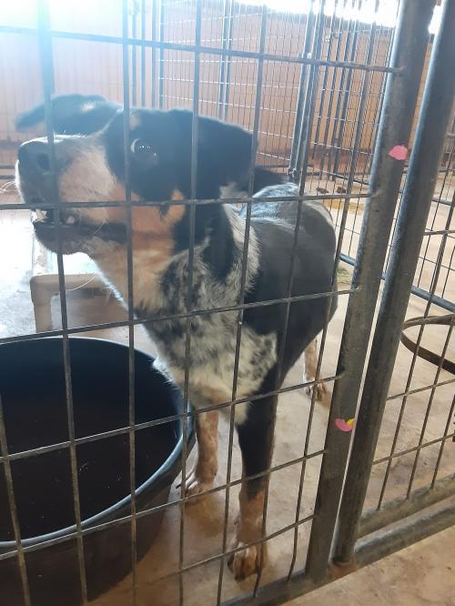 Maggie, an adoptable Australian Cattle Dog / Blue Heeler in Coleman, TX, 76834 | Photo Image 1