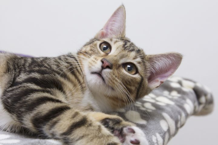 Huey, an adopted Domestic Short Hair & Tabby Mix in Montclair, NJ_image-1