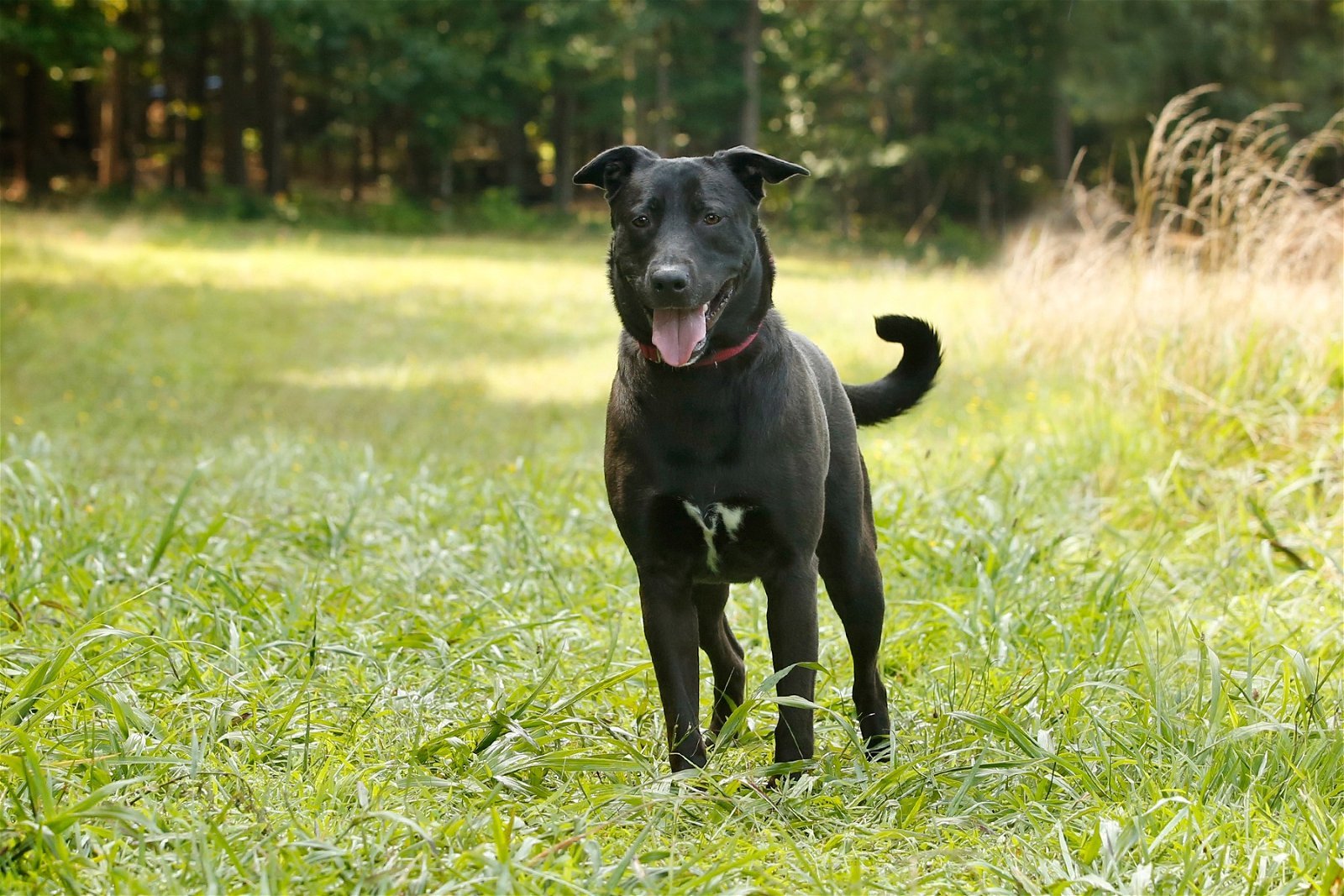 Lady, an adoptable Labrador Retriever in Stafford, VA, 22554 | Photo Image 1