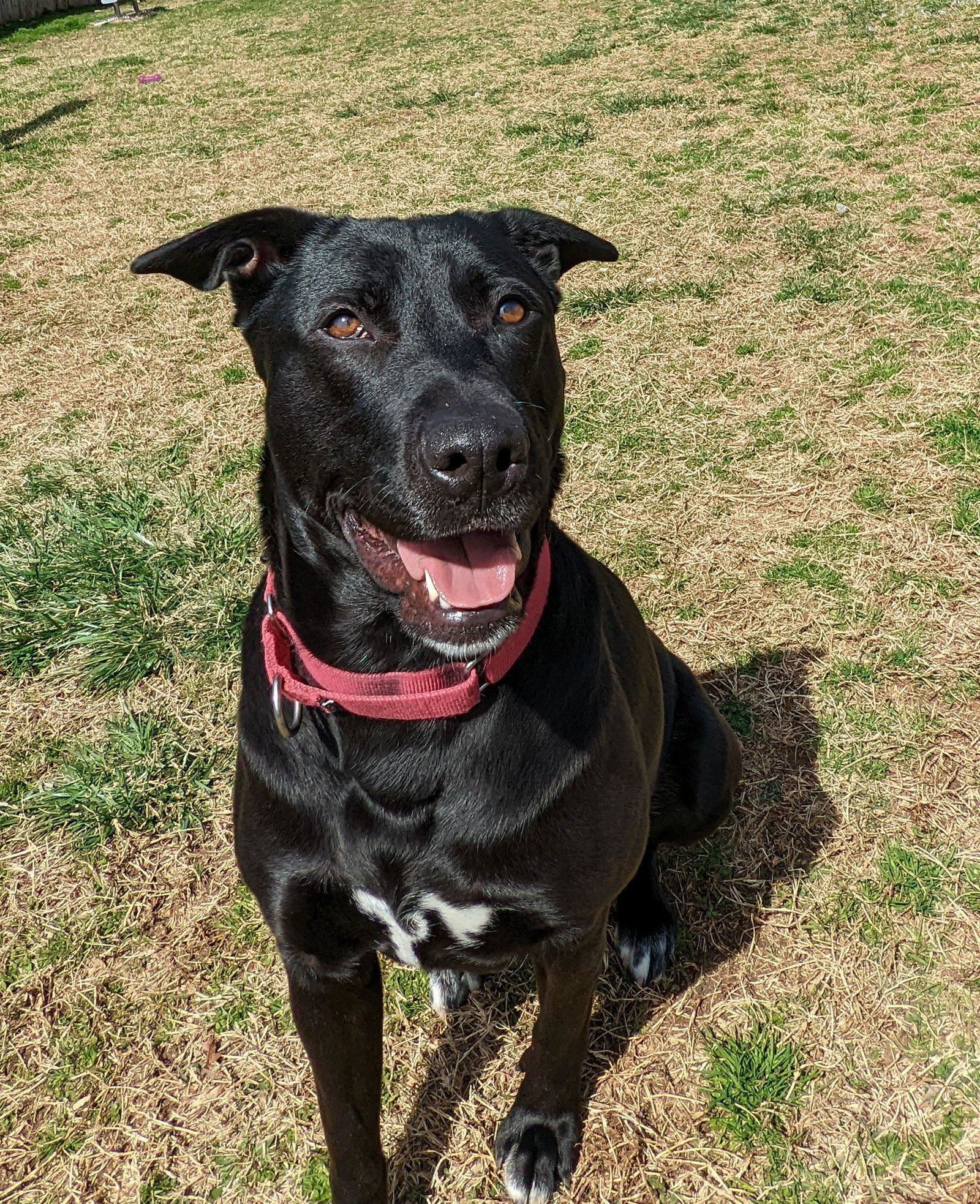 Lady, an adoptable Labrador Retriever in Stafford, VA, 22554 | Photo Image 2