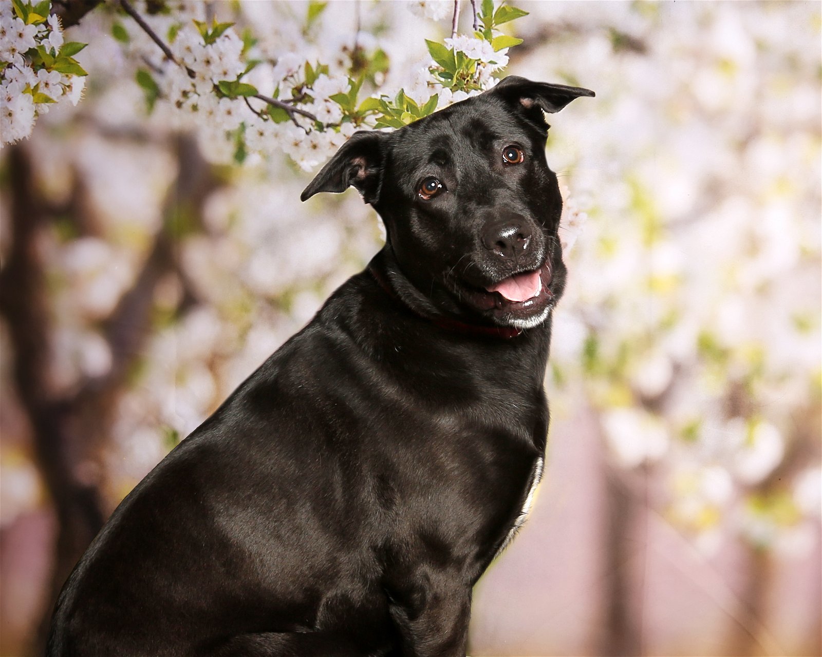 Lady, an adoptable Labrador Retriever in Stafford, VA, 22554 | Photo Image 3