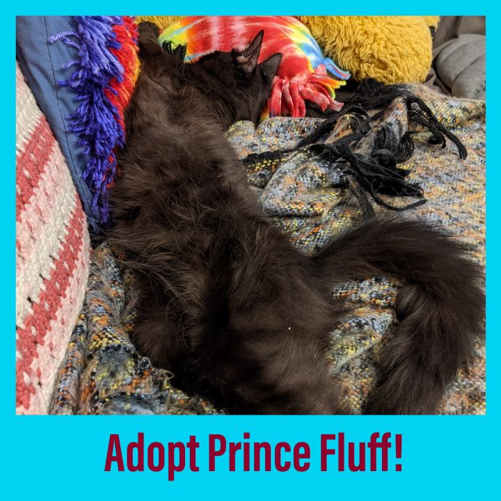 Prince Fluff, an adopted Domestic Long Hair Mix in Port Chester, NY_image-4