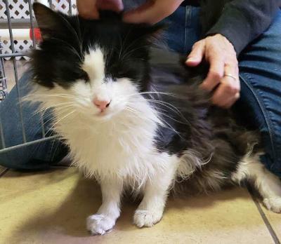 FERDINAND, an adopted Domestic Long Hair in Linden, NJ_image-1